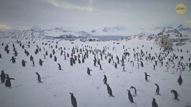 Учёные каждый год сдвигают Южный полюс. Вот почему смотреть онлайн