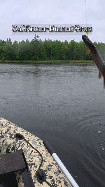 MALAS просто косит щуку, на мелководье.#рыбалка #fishing