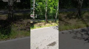 следующие планы на ролики