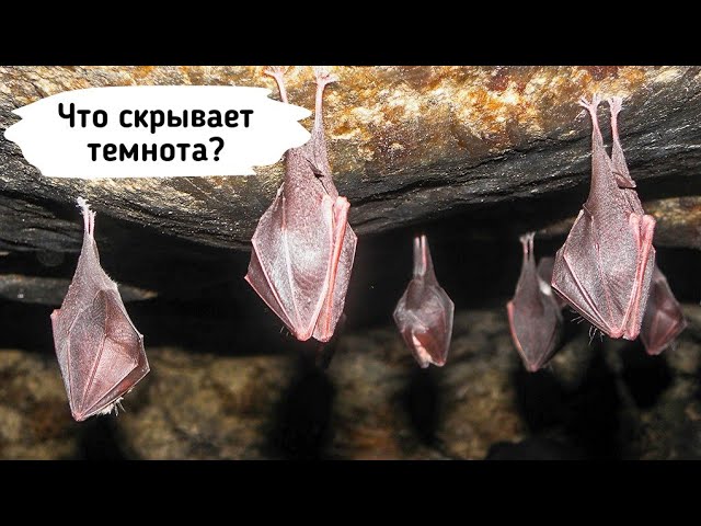 Смолинская пещера и порог Ревун смотреть онлайн