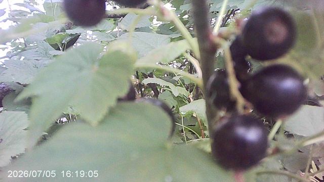 Обзор нашей смородины