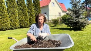 Делюсь опытом пересадки саженцев метельчатых гортензий из р9 в горшки бОльшего размера.