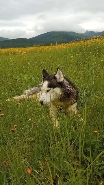 Хаски Джульбарс, отдых в летнем поле.