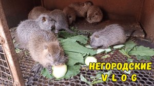 Кабачки для нутрий. Поехали за вишней к родителям. 27.06.26