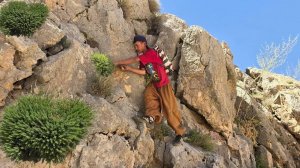 🌿 Кочевая жизнь | Сбор редких лекарственных трав в горах Загрос ⛰️