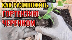 Укоренение 100%! От черенка к саженцу за 1 месяц: как легко укоренить черенок гортензии?
