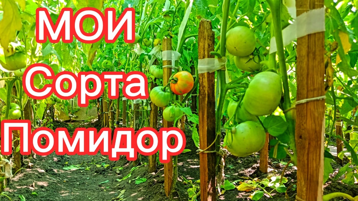 Эти сорта помидоров сажаю много лет.Урожай всегда есть!