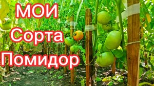 Эти сорта помидоров сажаю много лет.Урожай всегда есть!