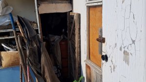 Рой пчёл поселился в сарае и не пускает туда хозяина