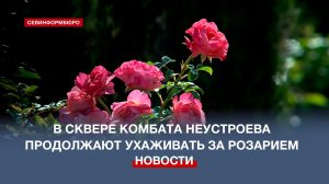 В сквере Комбата Неустроева продолжаются уходные работы за розарием