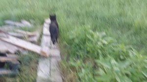 Будни кошек. Двойная радуга. Гроза прошла мимо.