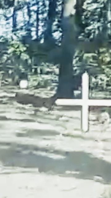 Черные волки смотреть онлайн