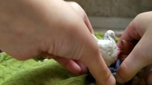 LPS сериал девки парни рок-н-ролл (1 сезон 17 серия) это ещё не конец.