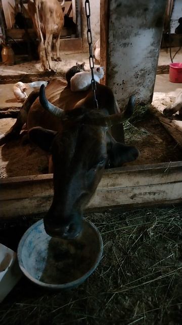 Котики дремят на корове