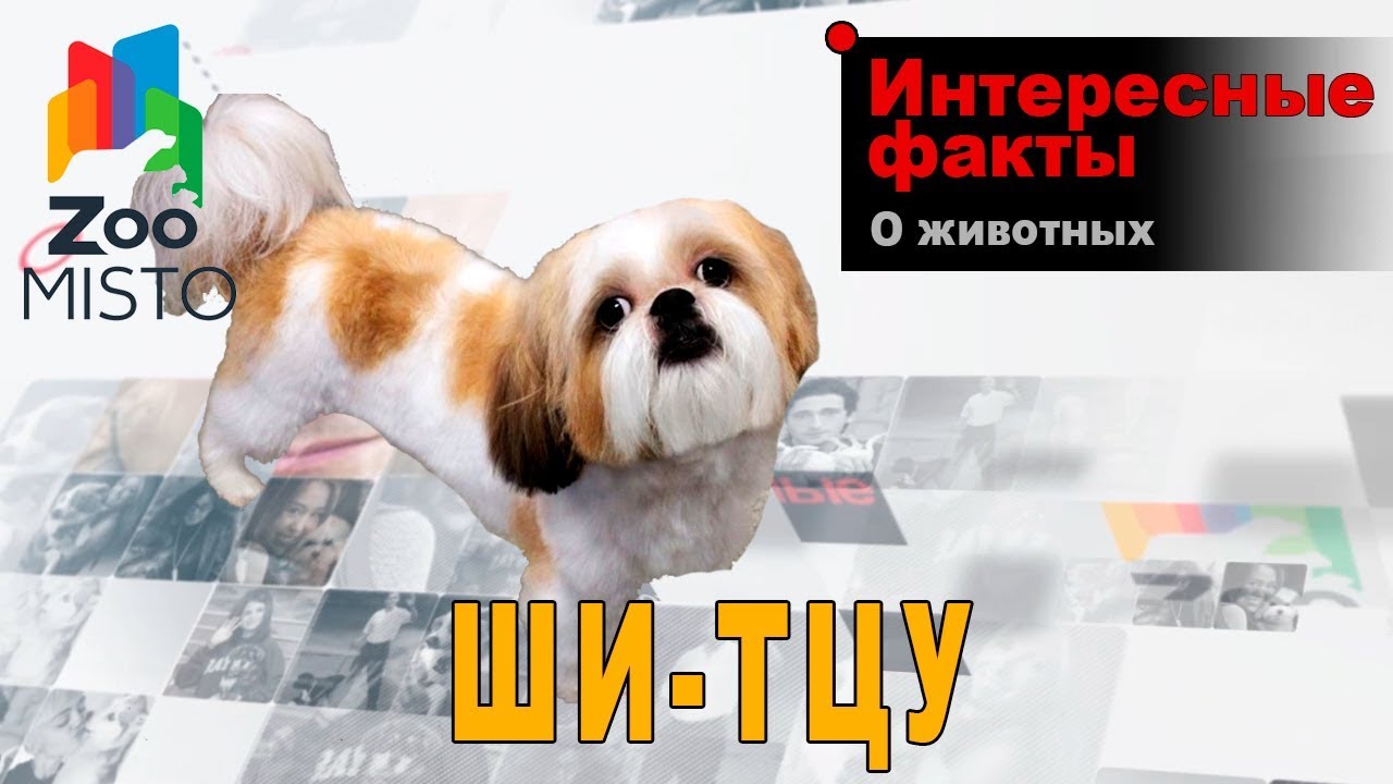 Ши-тцу - Интересные факты о породе  | Собака породы  ши-тцу