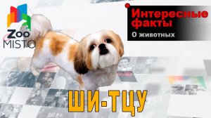 Ши-тцу - Интересные факты о породе  | Собака породы  ши-тцу
