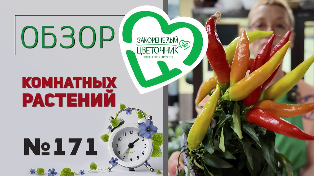 Распаковка: перчики, пеперомии, хедеры, хлорофитумы, калатеи, афеландры, фиалки, орхидеи. №171 смотреть онлайн