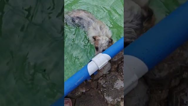 Снежок сказал да ну нах лучше я покажу как умею бегать чем плавать в бассейне 😂 смотреть онлайн