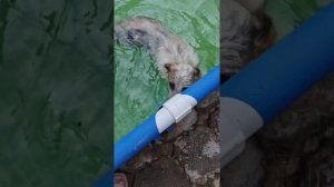 Снежок сказал да ну нах лучше я покажу как умею бегать чем плавать в бассейне 😂