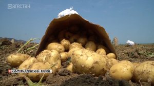 В хозяйствах  Кумторкалинского района Дагестана активно проходит уборка раннего картофеля