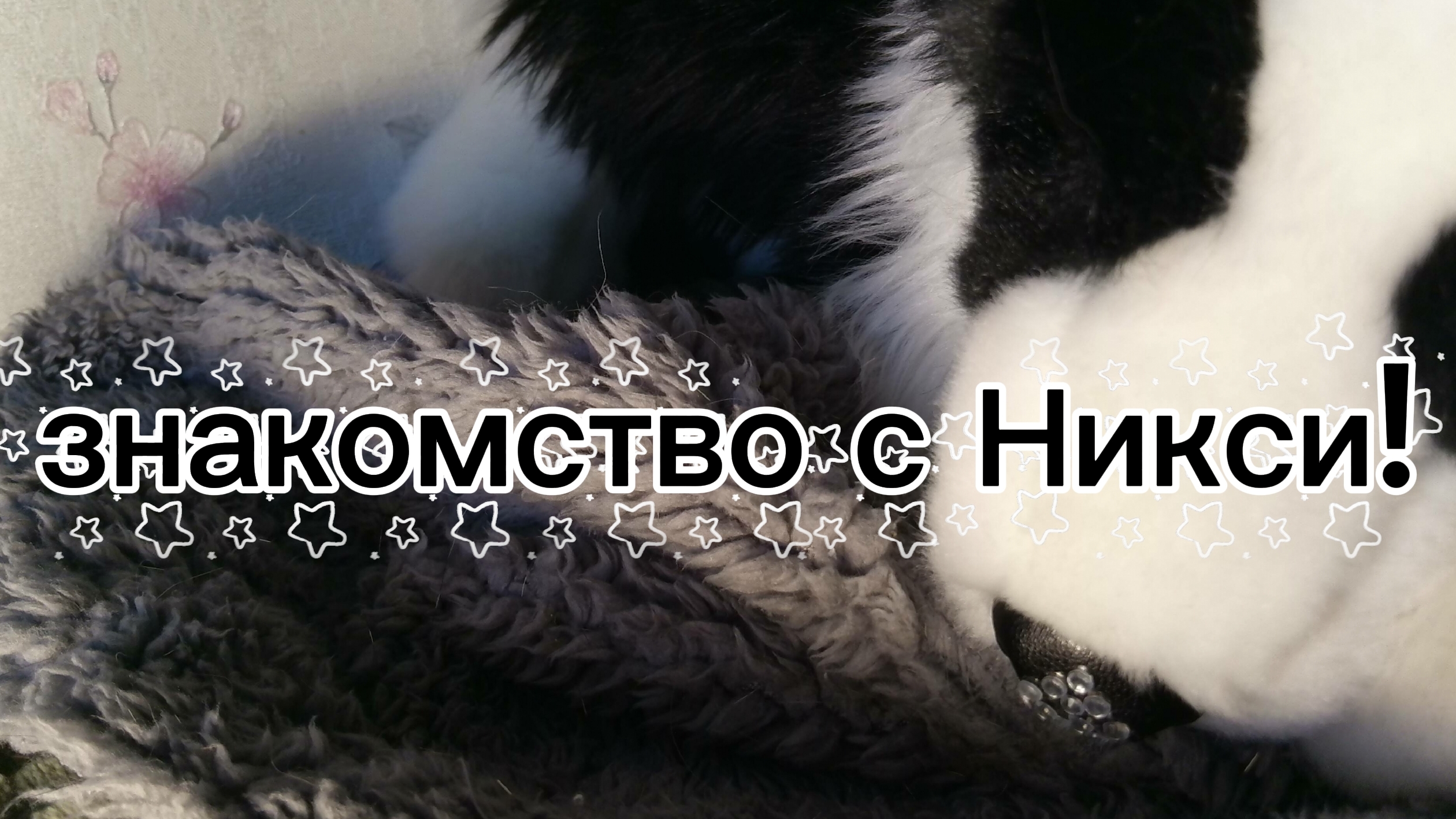 Знакомлю вас с моей плюшевой собакой!#Дуглас#ПДБ смотреть онлайн