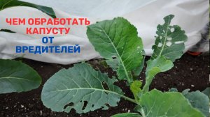Чем обработать капусту от вредителей. Я забыла укрыть капусту — и это была ошибка! Враги капусты