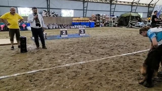 ВЕТЕРАНЫ СУКИ / КЧК НОВОРОССИЙСК 12 июня`26 G.Stibel Моно немецких овчарок