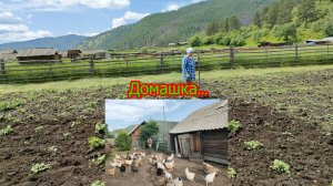 Домашка... Курочки, огород, велосипед...