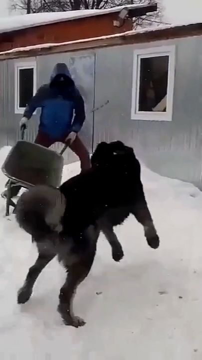 Кавказская овчарка