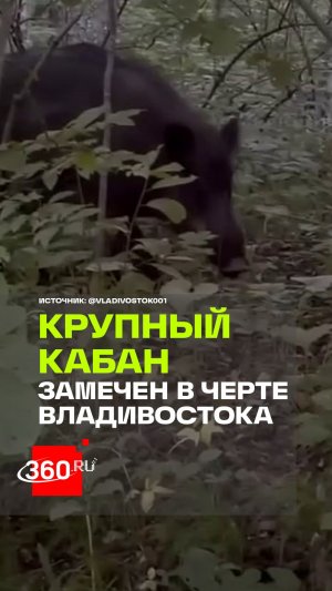 «Какой он огромный»: крупного кабана и свинью заметили в районе Второй Речки во Владивостоке