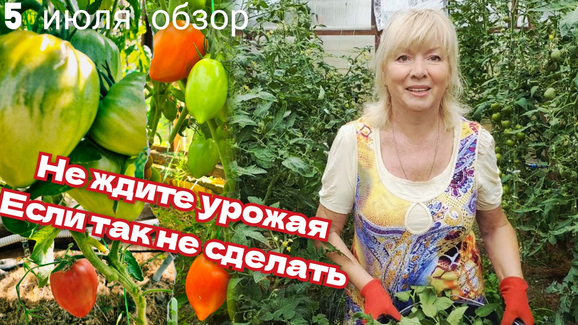 Почему я всегда с урожаем ДЕЛАЮ ТАК ВСЕГДА Самые ранние крупные томаты спеют Обзор сортов смотреть онлайн
