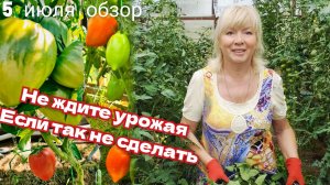 Почему я всегда с урожаем ДЕЛАЮ ТАК ВСЕГДА Самые ранние крупные томаты спеют Обзор сортов