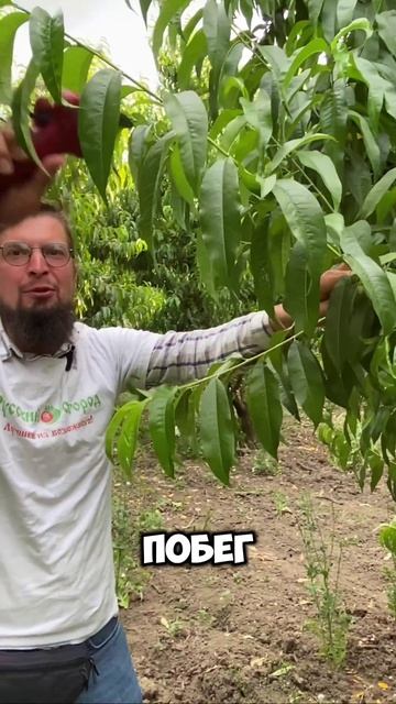 Когда делать летнюю обрезку? 🌳