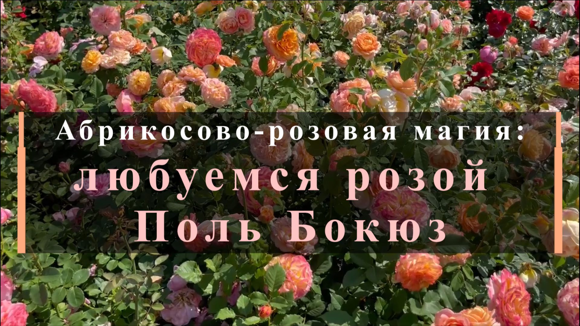 Обзор роз Питомника