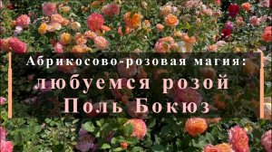 Абрикосово‑розовая магия: любуемся розой Поль Бокюз