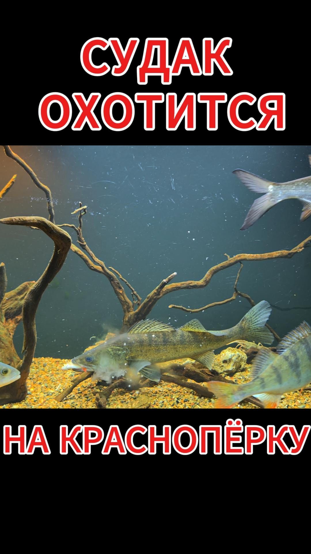 СУДАК ОХОТИТСЯ НА КРАСНОПЁРКУ ! смотреть онлайн