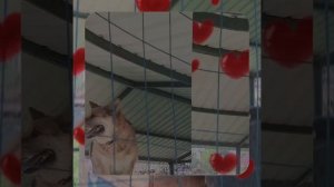 1000063521.mp4 (Собака слушает об установке котла, коаксикального дымохода, вытяжки в доме А-фрейм)