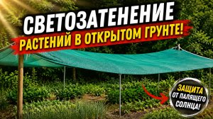 Светозатенение растений в открытом грунте. Растения теперь говорят нам «СПАСИБО»!