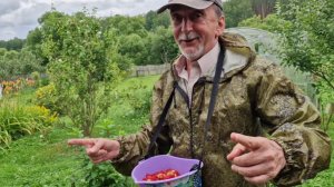 СОБРАЛИ МАЛИНУ, А ВЕЧЕРОМ ПРОГУЛЯЛАСЬ ПО ГРЯДКАМ.
