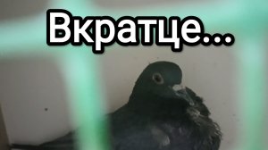 06-07-2026. Вкратце...