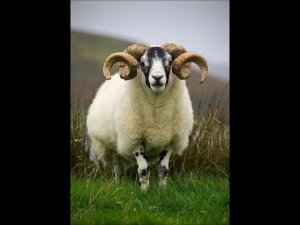 شاهد كيف تتم تربية خرفان العيد الاضحى اشياء لا تصدق Watch how the sheep of Eid al-Adha are raised