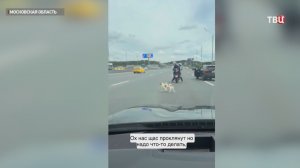 В Подмосковье спасли спаниеля, метавшегося по проезжей части