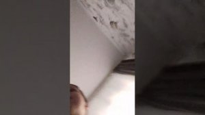 мега Асмр пельмень