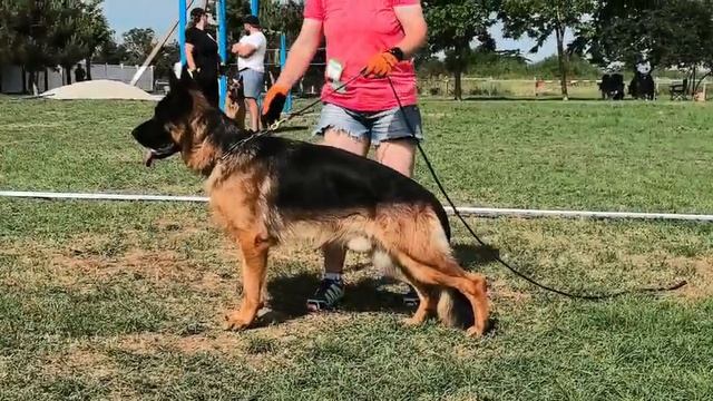 1 Оч/хор ЮКЧК HAGAR Of Flokish Fest №4 / КЧК СИМФЕРОПОЛЬ 7 июня`26 Моно немецких овчарок