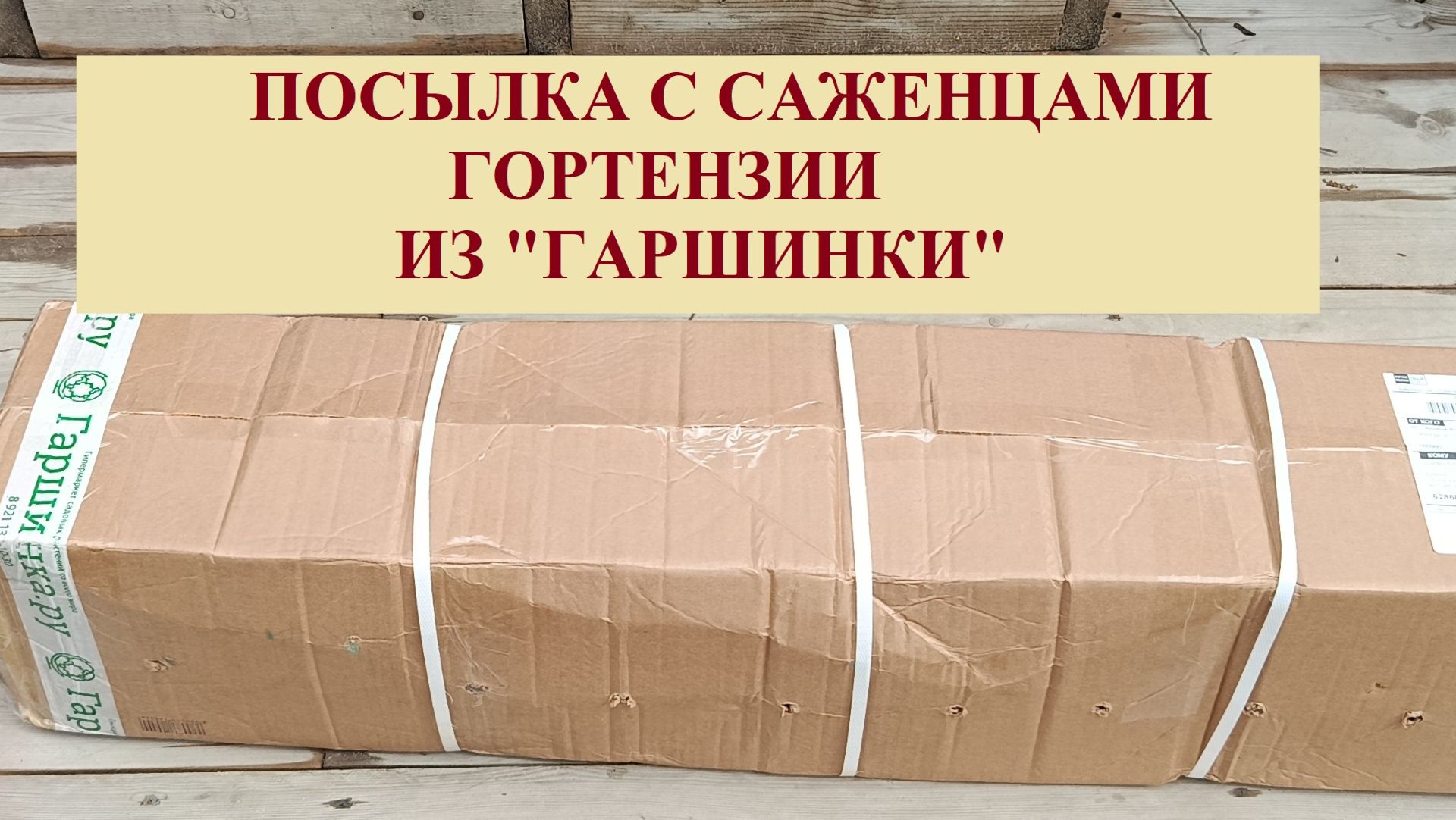 ПОСЫЛКА С ГОРТЕНЗИЯМИ ИЗ ГАРШИНКИ.