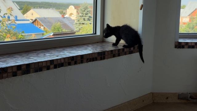 Игра в коробке. Котятам Барсика 2 месяца 06-07-2026 смотреть онлайн
