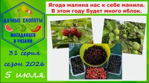 Ягода малина нас к себе манила. В этом году будет много яблок. 31 серия дачного сезона 2026 г.