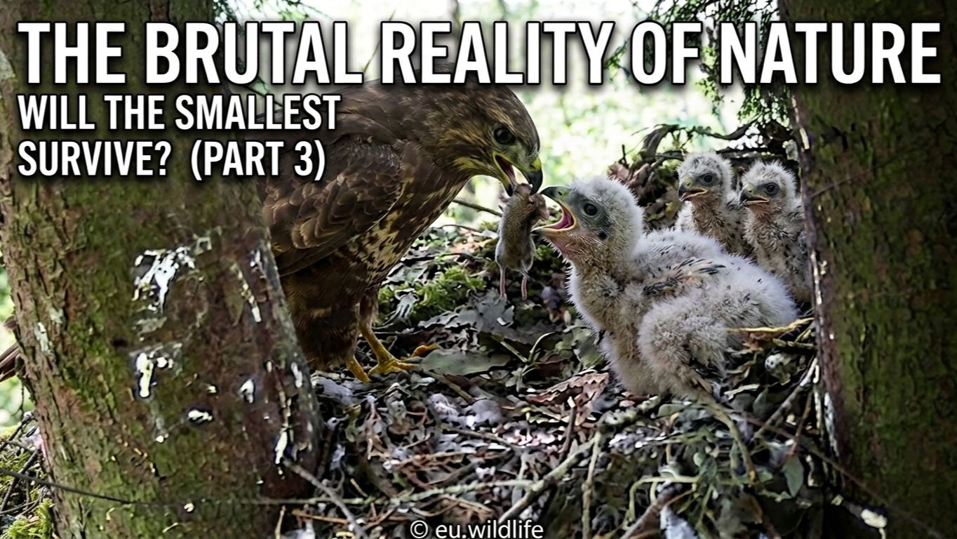 The Brutal Reality of Nature: Will the Smallest Survive? (Part 3) смотреть онлайн