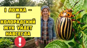 Одна ложка в воду при опрыскивании - жука нет уже 8 лет!