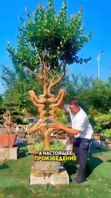 Деревья, растущие в мебель.